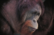 Orangutan Magnet