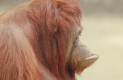 Orangutan Magnet