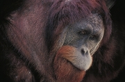 Orangutan Magnet