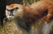 Patas Monkey Mousepad