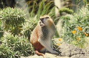 Patas Monkey Mousepad