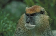 Patas Monkey Magnet