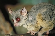 Senegalese Bush Baby Magnet