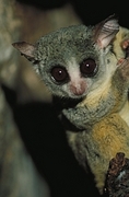 Senegalese Bush Baby Magnet