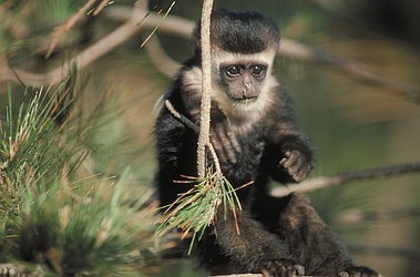 Black and White Colobus Monkey