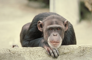 Chimpanzee