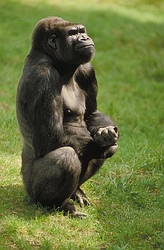 Lowland Gorilla