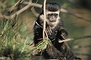 Black and White Colobus Monkey picture