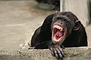 Chimpanzee picture