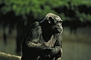 Chimpanzee picture