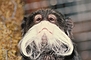 Emperor Tamarin picture