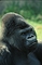 Lowland Gorilla picture