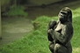 Lowland Gorilla picture