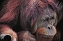 Orangutan picture