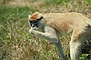 Patas Monkey picture