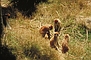 Patas Monkey picture