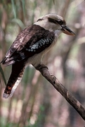 Kookaburra Poster