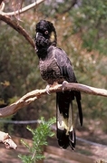 Yellow-tailed Black Cockatoo Poster