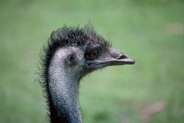 Emu