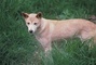 Dingo picture