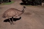 Emu picture