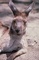 Kangaroo picture