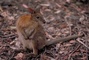 Rock Wallaby picture