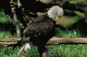 Bald Eagles Magnet