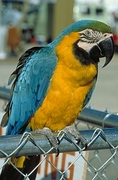 Blue And Gold Macaw  Poster