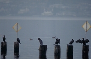 Cormorant Poster