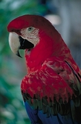 Greenwing Macaw Poster