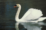 Mute Swan  Poster