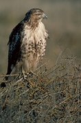  Red-tailed Hawk Mousepad