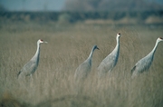 Sandhill Crane Magnet