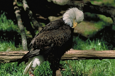 Bald Eagles