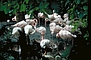 Flamingos picture