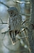 Great Grey Owl picture