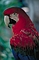 Greenwing Macaw picture