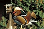 Mandarin Duck picture