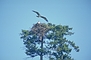 Osprey picture