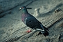  Pigeon picture