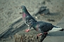  Pigeons picture