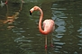 Pink Flamingos picture