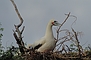 Red-footed Booby  picture