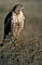  Red-tailed Hawk picture