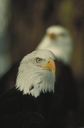 Bald Eagle Poster