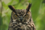 Great Horned Owl Poster