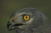 Northern Harrier Mousepad