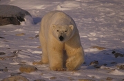 Polar Bear Magnet