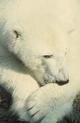 Polar Bear Magnet